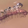 Rare Bubbly Millipede And Beetle In Dominican Amber.