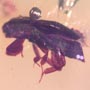 Rare Bubbly Millipede And Beetle In Dominican Amber.