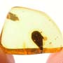 Rare Bud In Dominican Amber