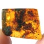 Rare Bug Holding Something In Dominican Amber