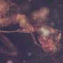 Rare Bug Holding Something In Dominican Amber