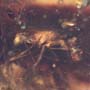 Rare Bug Holding Something In Dominican Amber