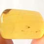 Rare Bug Trapped In Web And Gall Midge In Dominican Amber.