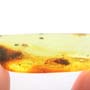 Rare Bunch Of Egg And Planthopper In Dominican Amber