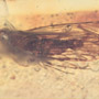 Rare Bunch Of Egg And Planthopper In Dominican Amber