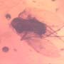 Rare Bunch Of Egg And Moth Fly In Dominican Amber