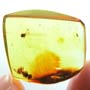 Rare Bunch Of Eggs And Stingless Bee In Dominican Amber