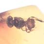 Rare Bunch Of Eggs And Stingless Bee In Dominican Amber