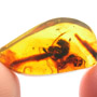 Rare Bunch Of Eggs And Stingless Bee In Dominican Amber