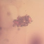 Rare Bunch Of Eggs And Stingless Bee In Dominican Amber