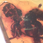 Rare Bunch Of Eggs And Stingless Bee In Dominican Amber