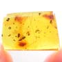 Rare Bunch Of Eggs In Dominican Amber