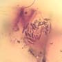 Rare Bunch Of Eggs In Dominican Amber