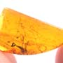 Rare Bunch Of Eggs In Dominican Amber