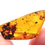 Rare Bunch Of Eggs In Dominican Amber