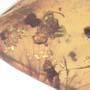 Rare Bunch Of Eggs In Dominican Amber
