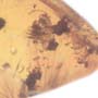 Rare Bunch Of Eggs In Dominican Amber