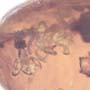Rare Bunch Of Eggs In Dominican Amber