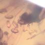 Rare Bunch Of Eggs In Dominican Amber