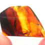 Rare Bunch Of Eggs In Dominican Amber