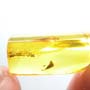 Rare Bunch Of Eggs In Dominican Amber