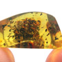 Rare Bunch Of Seed Pod In Dominican Amber