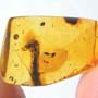 Rare Caterpillar In Dominican Amber