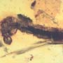 Rare Caterpillar In Dominican Amber