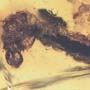 Rare Caterpillar In Dominican Amber