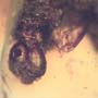 Rare Caterpillar In Dominican Amber
