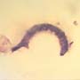 Rare Caterpillar In Dominican Amber
