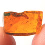 Rare Caterpillar In Dominican Amber