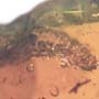 Rare Caterpillar In Dominican Amber