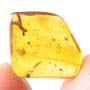 Rare Centipede, Isopod, Thrip Larva, Elongate Springtail, Thirteen Mites And Scelionid Wasp In Dominican Amber