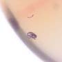 Rare Centipede, Isopod, Thrip Larva, Elongate Springtail, Thirteen Mites And Scelionid Wasp In Dominican Amber