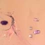Rare Centipede, Isopod, Thrip Larva, Elongate Springtail, Thirteen Mites And Scelionid Wasp In Dominican Amber