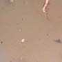 Rare Centipede, Isopod, Thrip Larva, Elongate Springtail, Thirteen Mites And Scelionid Wasp In Dominican Amber