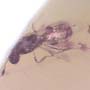 Rare Centipede, Isopod, Thrip Larva, Elongate Springtail, Thirteen Mites And Scelionid Wasp In Dominican Amber