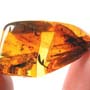 Rare Cool Hairy Botanical In Dominican Amber