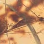 Rare Crane Fly With Bunch Of Eggs In Dominican Amber