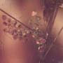 Rare Crane Fly With Bunch Of Eggs In Dominican Amber