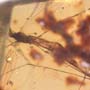 Rare Crane Fly With Bunch Of Eggs In Dominican Amber