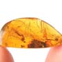 Rare Crane Fly With Mite Clinging On Its Leg In Dominican Amber