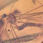 Rare Crane Fly With Mite Clinging On Its Leg In Dominican Amber