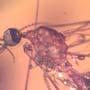Rare Crane Fly With Mite Clinging On Its Leg In Dominican Amber