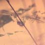 Rare Crane Fly With Mite Clinging On Its Leg In Dominican Amber