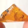 Rare Cricket And Spider In Dominican Amber
