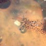 Rare Cricket And Spider In Dominican Amber