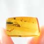 Rare Cut Female Mosquito And Fungus Gnat In Dominican Amber.