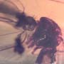 Rare Cut Female Mosquito And Fungus Gnat In Dominican Amber.